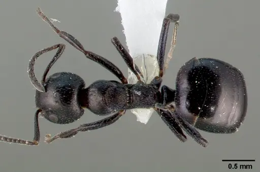 Dolichoderus taschenbergi specimen CASENT0005172 image casent0005172_1
