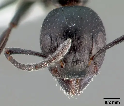 Dolichoderus taschenbergi specimen CASENT0005172 image casent0005172_2