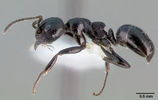 Dolichoderus taschenbergi specimen CASENT0005172 image casent0005172_3