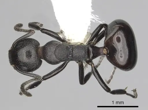 Dolichoderus taschenbergi specimen CASENT0249580 image casent0249580_1