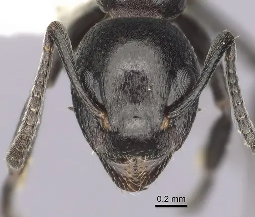 Dolichoderus taschenbergi specimen CASENT0249580 image casent0249580_2