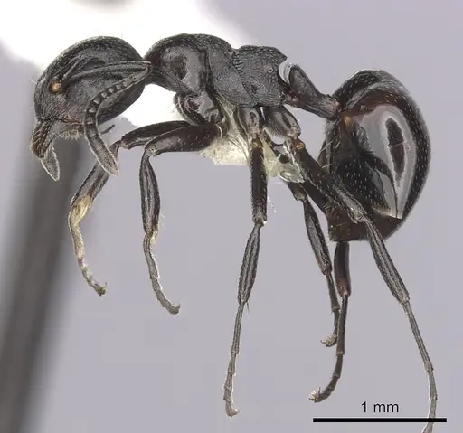 Dolichoderus taschenbergi specimen CASENT0249580 image casent0249580_3
