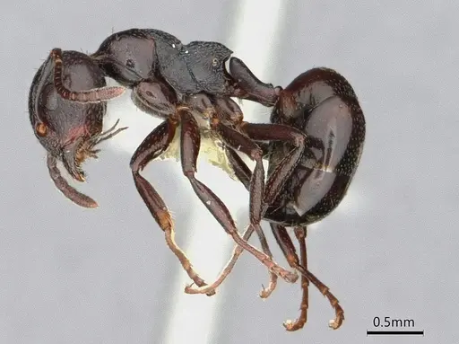Dolichoderus taschenbergi specimen CASENT0886022 image casent0886022_3