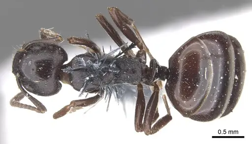 Dolichoderus taschenbergi specimen CASENT0902961 image casent0902961_1