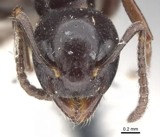 Dolichoderus taschenbergi specimen CASENT0902961 image casent0902961_2