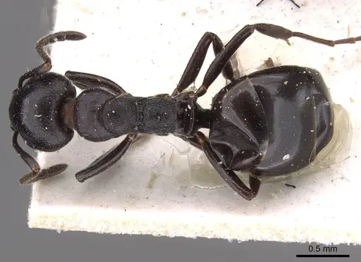 Dolichoderus taschenbergi specimen CASENT0909457 image casent0909457_1