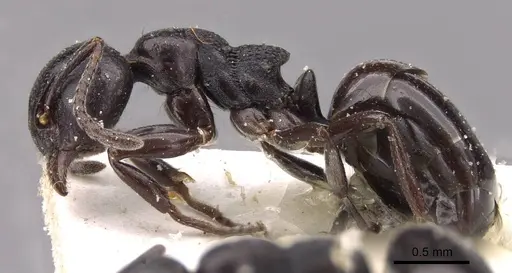 Dolichoderus taschenbergi specimen CASENT0909457 image casent0909457_3