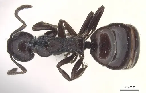 Dolichoderus taschenbergi specimen CASENT0915568 image casent0915568_1