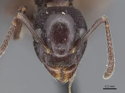 Dolichoderus taschenbergi specimen CASENT0915568 image casent0915568_2