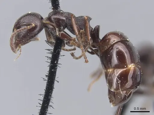 Dolichoderus taschenbergi specimen CASENT0915568 image casent0915568_3