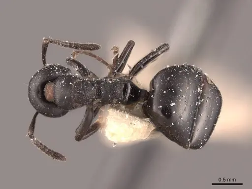 Dolichoderus taschenbergi specimen FMNHINS0000045083 image fmnhins0000045083_1