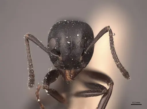 Dolichoderus taschenbergi specimen FMNHINS0000045083 image fmnhins0000045083_2