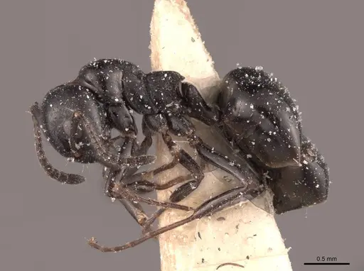 Dolichoderus taschenbergi specimen FMNHINS0000045083 image fmnhins0000045083_3
