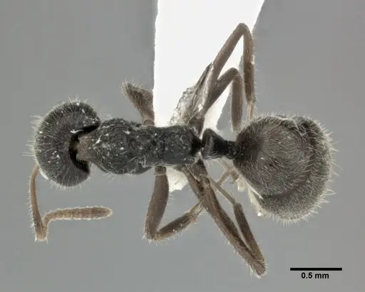 Dolichoderus thoracicus specimen CASENT0246169 image casent0246169_1