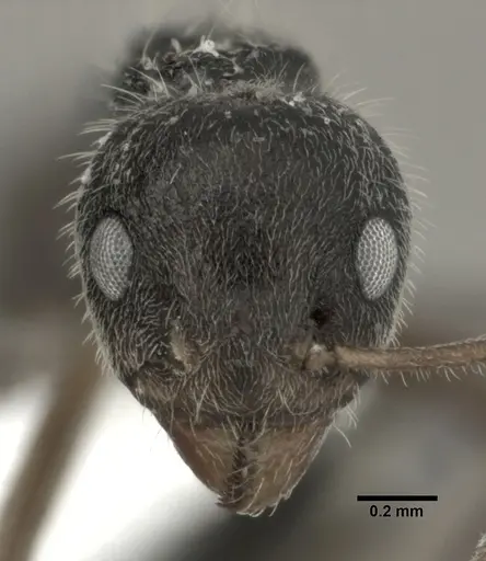 Dolichoderus thoracicus specimen CASENT0246169 image casent0246169_2