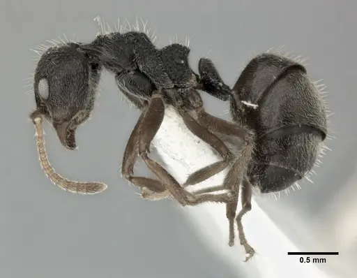 Dolichoderus thoracicus specimen CASENT0246169 image casent0246169_3