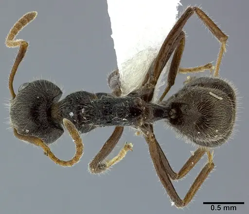 Dolichoderus thoracicus specimen CASENT0246571 image casent0246571_1