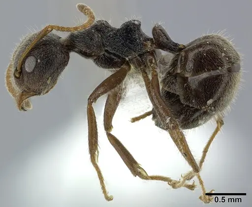 Dolichoderus thoracicus specimen CASENT0246571 image casent0246571_3