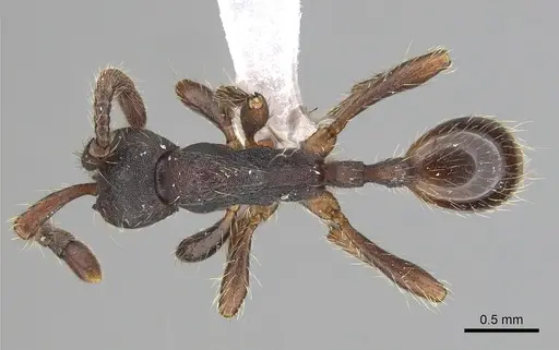 Dolichoderus thoracicus specimen CASENT0249264 image casent0249264_1