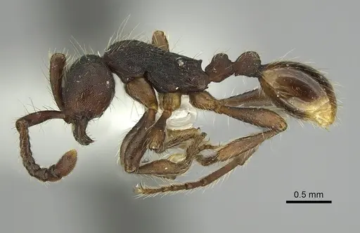 Dolichoderus thoracicus specimen CASENT0249264 image casent0249264_3
