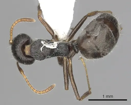 Dolichoderus thoracicus specimen CASENT0249576 image casent0249576_1