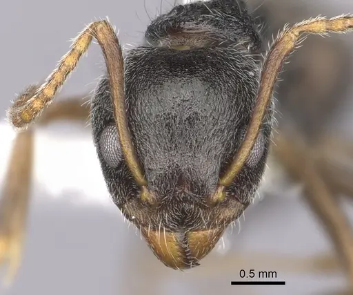 Dolichoderus thoracicus specimen CASENT0249576 image casent0249576_2