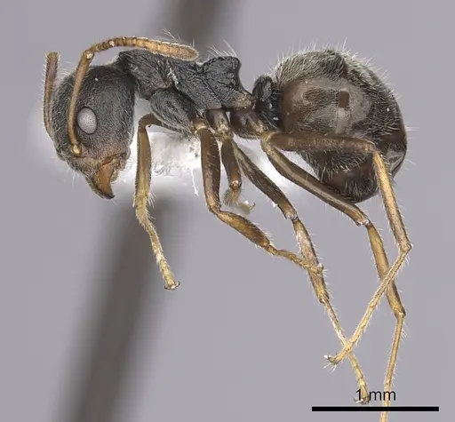 Dolichoderus thoracicus specimen CASENT0249576 image casent0249576_3