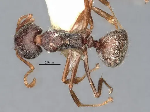 Dolichoderus thoracicus specimen CASENT0886094 image casent0886094_1