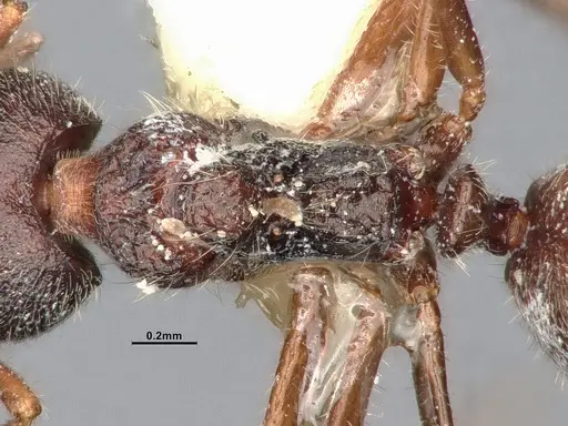 Dolichoderus thoracicus specimen CASENT0886094 image casent0886094_2