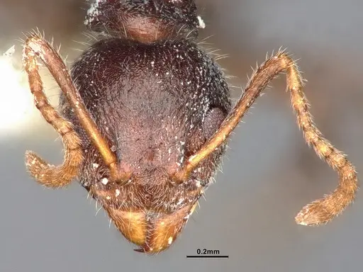 Dolichoderus thoracicus specimen CASENT0886094 image casent0886094_3
