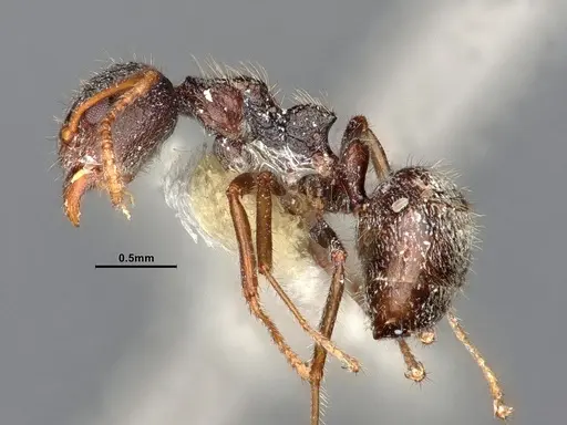 Dolichoderus thoracicus specimen CASENT0886094 image casent0886094_4