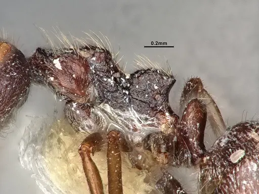 Dolichoderus thoracicus specimen CASENT0886094 image casent0886094_5