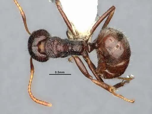 Dolichoderus thoracicus specimen CASENT0886095 image casent0886095_1