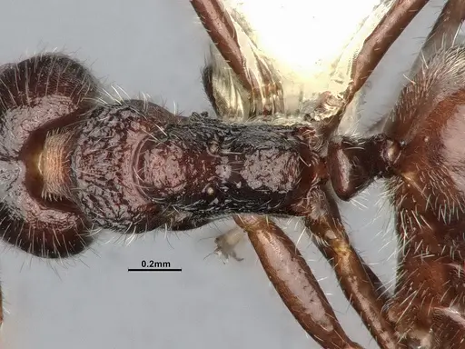 Dolichoderus thoracicus specimen CASENT0886095 image casent0886095_2