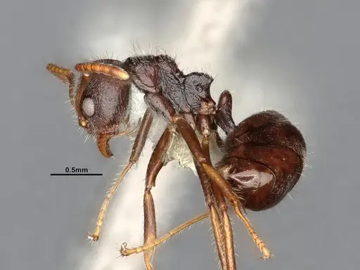 Dolichoderus thoracicus specimen CASENT0886095 image casent0886095_4