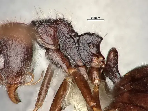 Dolichoderus thoracicus specimen CASENT0886095 image casent0886095_5
