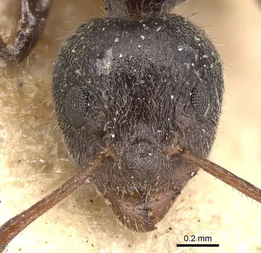 Dolichoderus thoracicus specimen CASENT0901926 image casent0901926_2