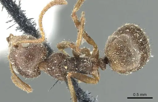Dolichoderus thoracicus specimen CASENT0902976 image casent0902976_1