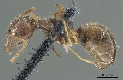 Dolichoderus thoracicus specimen CASENT0902976 image casent0902976_3