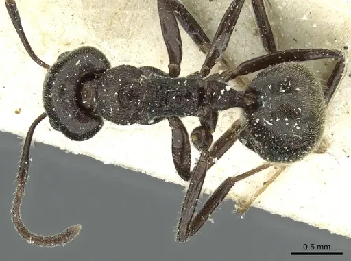 Dolichoderus thoracicus specimen CASENT0911514 image casent0911514_1