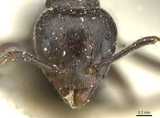 Dolichoderus thoracicus specimen CASENT0911514 image casent0911514_2