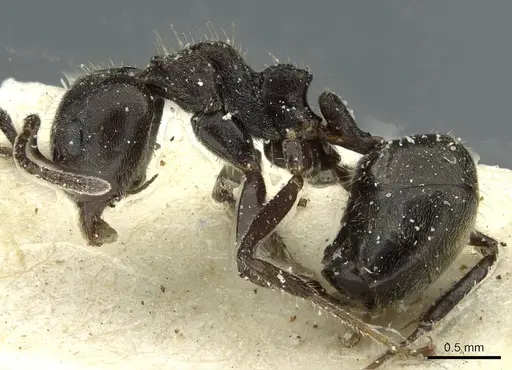 Dolichoderus thoracicus specimen CASENT0911514 image casent0911514_3