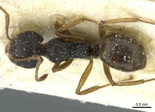 Dolichoderus thoracicus specimen CASENT0911515 image casent0911515_1
