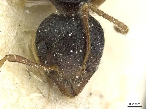 Dolichoderus thoracicus specimen CASENT0911515 image casent0911515_2
