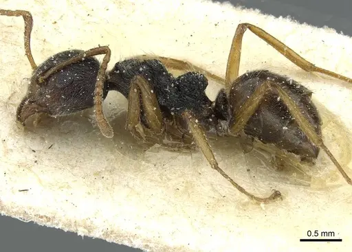Dolichoderus thoracicus specimen CASENT0911515 image casent0911515_3