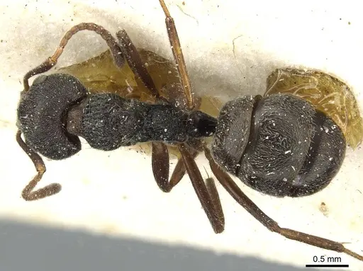 Dolichoderus thoracicus specimen CASENT0911516 image casent0911516_1