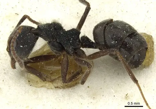 Dolichoderus thoracicus specimen CASENT0911516 image casent0911516_3