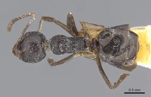 Dolichoderus thoracicus specimen CASENT0915560 image casent0915560_1