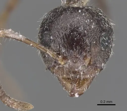 Dolichoderus thoracicus specimen CASENT0915560 image casent0915560_2