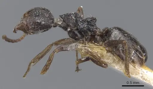 Dolichoderus thoracicus specimen CASENT0915560 image casent0915560_3